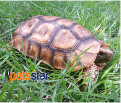 Bell's Hinge Back Tortoise